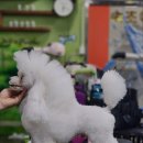 속초애견미용학원