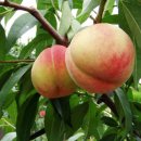 정호진농장 이미지