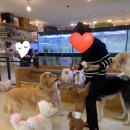 에이펫(A-PET) 이미지