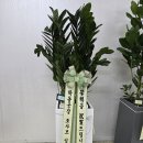 승진농장 | 안산 개업화분 당일 배송 후기 (승진·축하 화분 리본 문구 및 추천 식물)