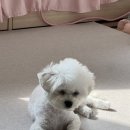 에이미 그루밍 이미지