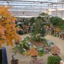 선바위(분재전시관) 이미지