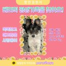 [함안보호소 입양홍보] 이세상 단하나뿐인 믹스견🐶 애교쟁이 베리🍒 의 가족을 찾습니다 이미지