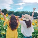 해바라기사진관 - 평택시 세교로 47 | 해바라기사진관