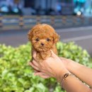 크림푸들 가족이야기 | 평택강아지분양 크림푸들 입양