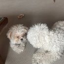 닥터정 동물병원 이미지