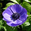 아네모네 이미지