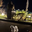 월풀사 | 🏡 제주도 애견동반 숙소 추천 – 서귀포 청리조트 실후기 (월풀·인조잔디·레스토랑 포함)