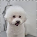 우리동네펫샵 이미지