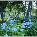 화명대천천 이미지