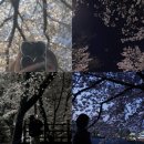 국립한밭대학교 대덕캠퍼스 | [대전] 나만 알고 싶은 봄데이트, 벚꽃 명소 총정리(ft. 밤 벚꽃 데이트)