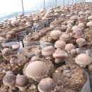 두리 농장 이미지