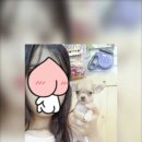 참조은펫 네이버블로그