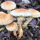 노란개암버섯 신봉(新峰) 야산 이미지