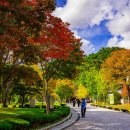 천년나무7단지 앞 | 양평 용문산관광단지 가는길 계곡 먹거리 용문사 은행나무, 가을 여행 추천지