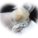 멍멍야옹 이미지