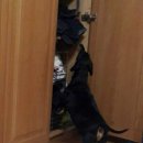 최재호 한방동물병원 이미지