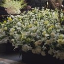 식사임당 | 셀럽앤어셈 하객 후기｜하객식사·연회장·주차까지 솔직 리뷰