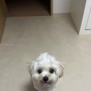 에니펫동물병원 이미지