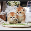 아담스펫 강아지분양 고양이분양 강남점 이미지