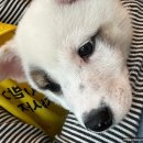 다시사랑받개 이미지