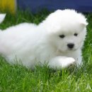 잘나가는 강아지 이미지