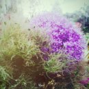 수아flower