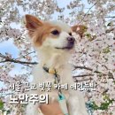 호국로1539번길 | 서울 근교 벚꽃 카페 애견동반 고양 노만주의 야외 좌석