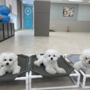 눈보뛰 프리미엄 네이버블로그