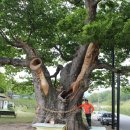 영풍 태장리 느티나무 이미지