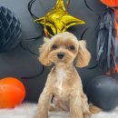 붕가붕가샵 이미지