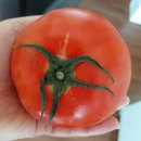 죽도DC마트 | 채석강 토마토 &amp; 시리얼과 함께하는 주말 아침, 온갖 추억이 방울방울^^