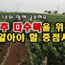 고추 묘목 심기 (천승주 교수)-뿌리가 전부이다. 이미지