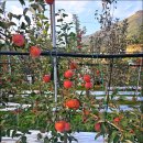 분지농장 | 밀양 여행 농장체험 얼음골 사과따기 체험 컵케이크 체험농장 레드애플팜