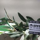 광교오드카운티(아) 이미지