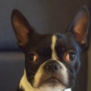 착한퍼피 이미지