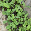 계양농약사 이미지