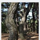 호수와 소나무 이미지