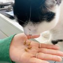 킴스덴탈 이미지