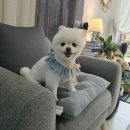 다이아몬독 이미지