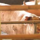 돼지농장 이미지