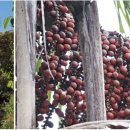 천혜농장 이미지