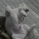 피개행개 이미지