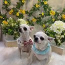 황제애견 이미지