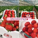 장태산농장 | 🍓 장태산현주네딸기농장 대전 딸기농장 추천｜겨울 제철 딸기 수확체험하기