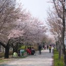 기아대교 이미지