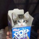 고양이이야기 이미지