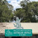 초록별마을 | 시드니 블루마운틴 선셋 별보기 투어 페더데일 동물원 호주무한투어 내돈내산 후기