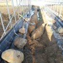 광록농장 이미지