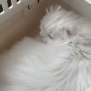 야옹아 부탁해 이미지